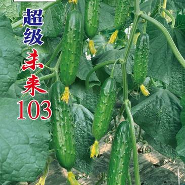 未来103黄瓜种子升级品种瓜色绿亮耐寒抗病大包旱黄瓜种子