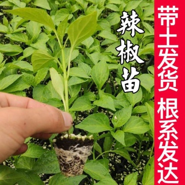 辣椒苗尖椒苗线椒苗螺丝椒苗各种菜椒苗