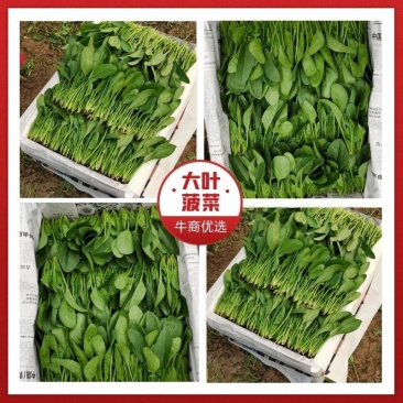 山东精品菠菜惠民普通菠菜，日供货量大，正式上市，专业人工
