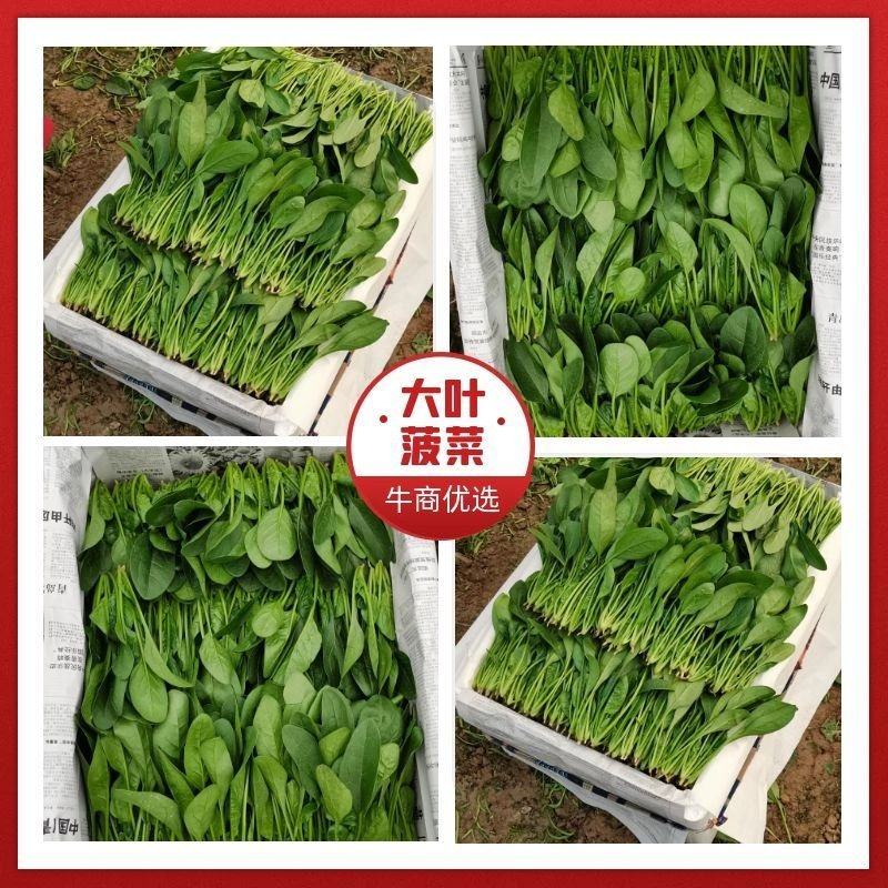 山东精品菠菜惠民普通菠菜，日供货量大，正式上市，专业人工