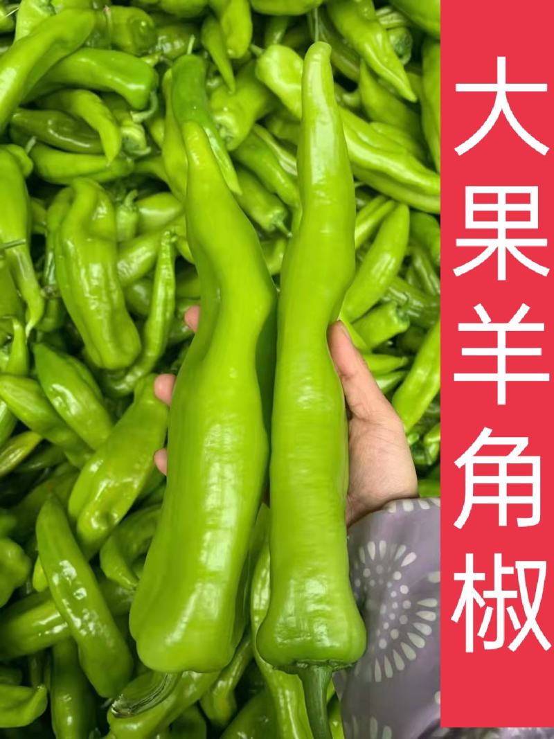 辣椒苗尖椒苗线椒苗螺丝椒苗各种菜椒苗