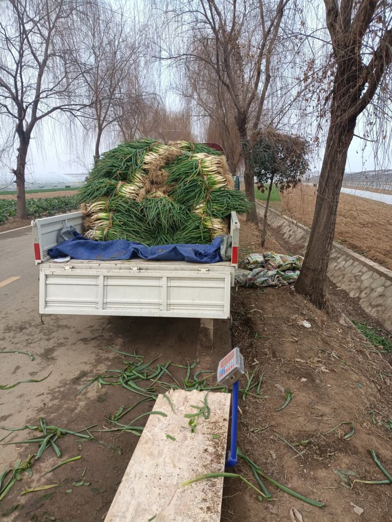 基地大量分葱上市中可发货量大质优价格便宜。需要的电话联系