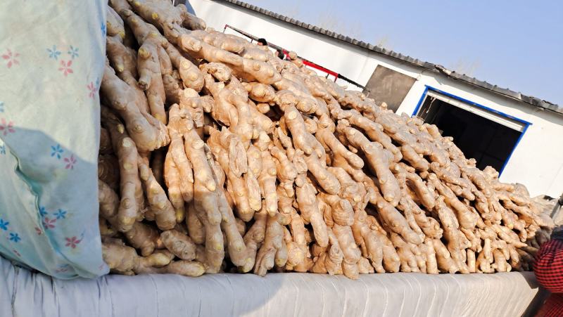 新姜面姜大黄姜大量出售货源充足产地直销有意者联系