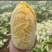 娃娃菜大型基地供应、一条龙服务