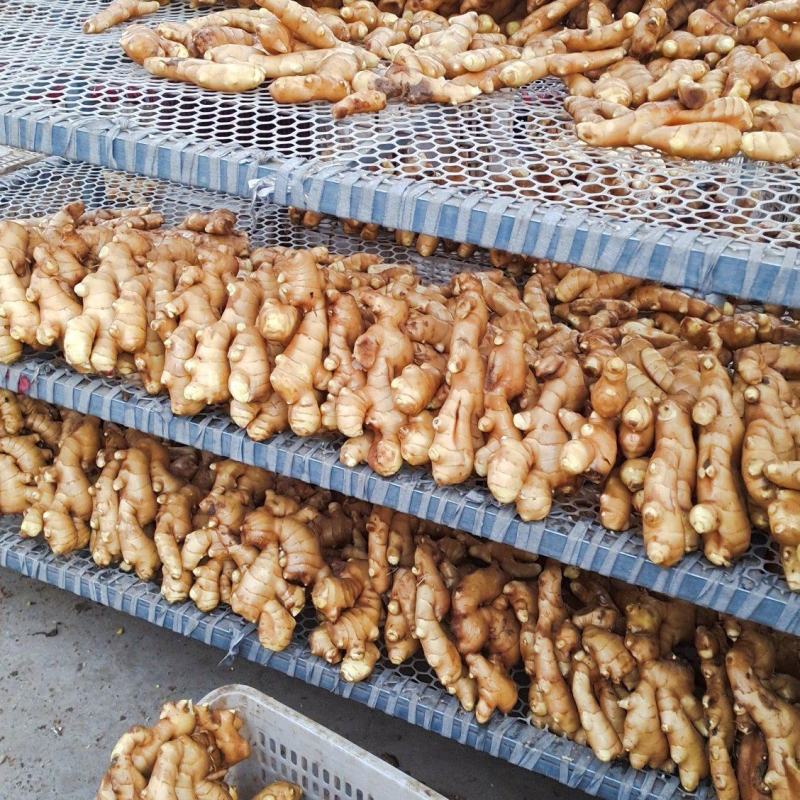 新姜面姜大黄姜大量出售货源充足产地直销有意者联系
