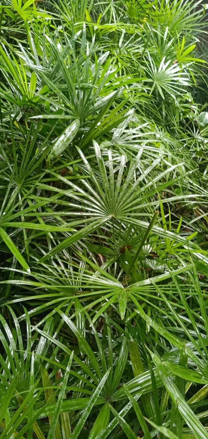 重庆巴南棕竹批发基地量大价格美丽质量好服务周到