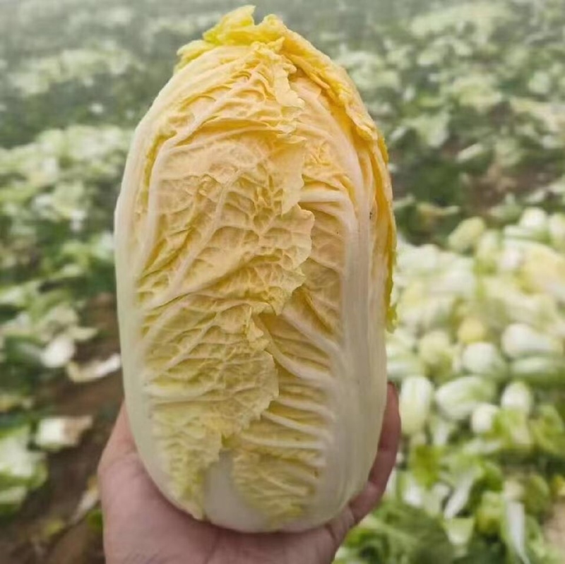 娃娃菜8两起