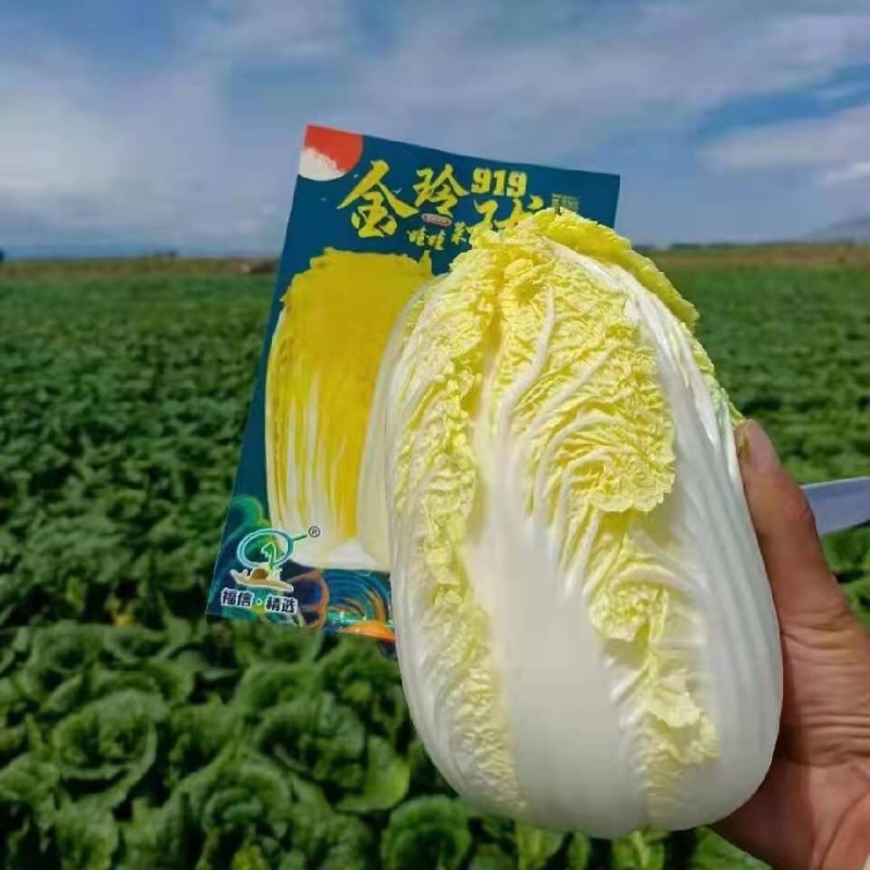 娃娃菜8两起