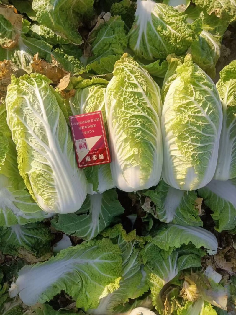 娃娃菜8两起