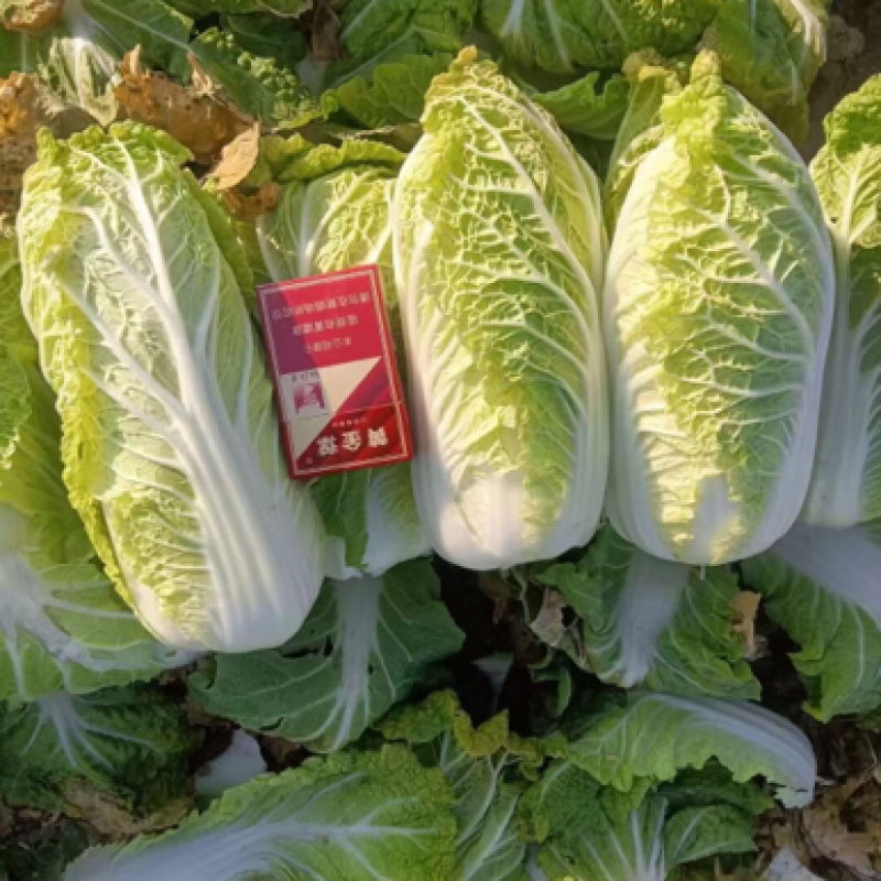 娃娃菜8两起