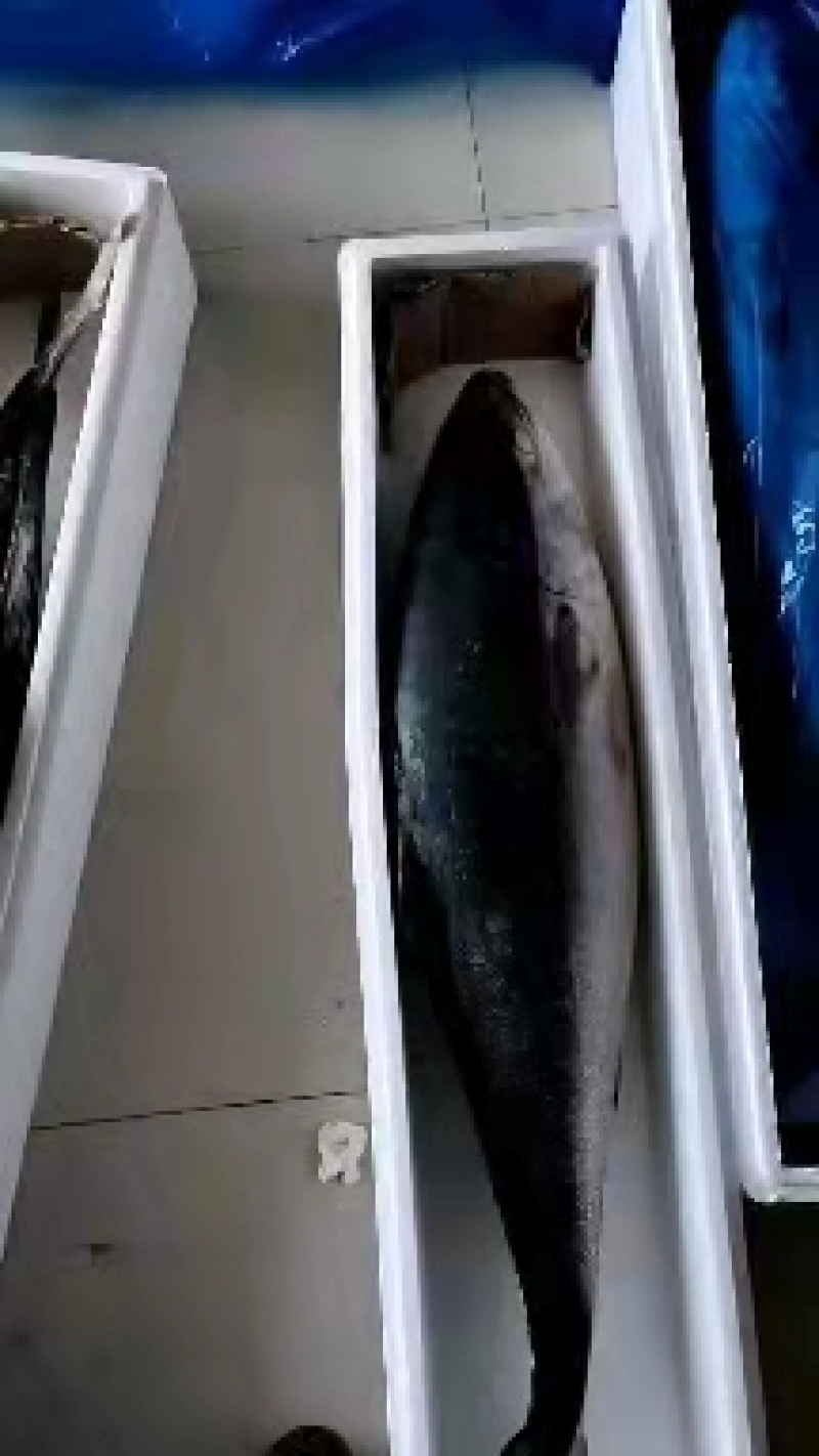 黄金大鲅鱼深海大鱼鲜度好质量有保证厂家直销年底清库存