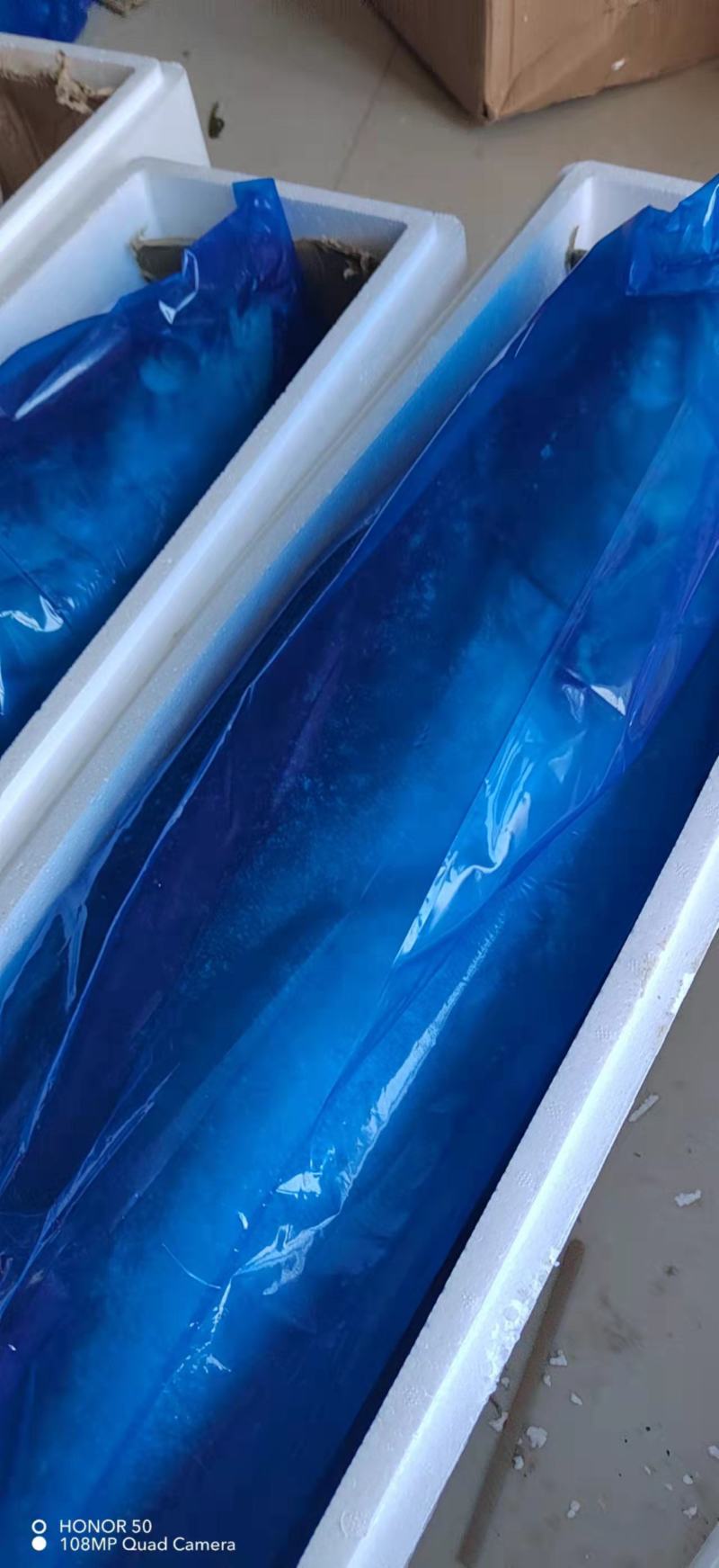 黄金大鲅鱼深海大鱼鲜度好质量有保证厂家直销年底清库存