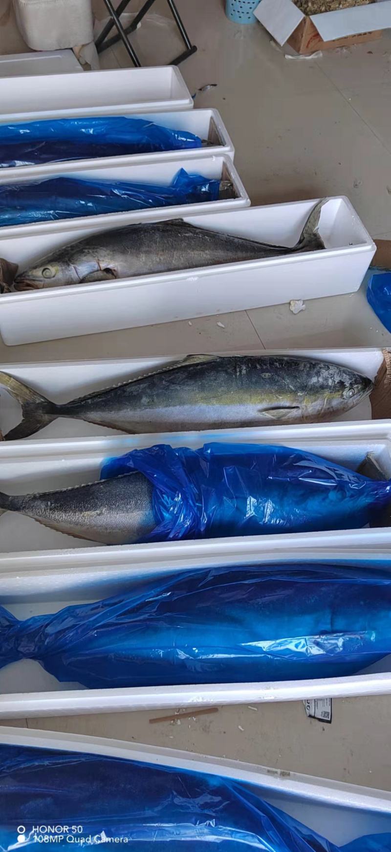 黄金大鲅鱼深海大鱼鲜度好质量有保证厂家直销年底清库存