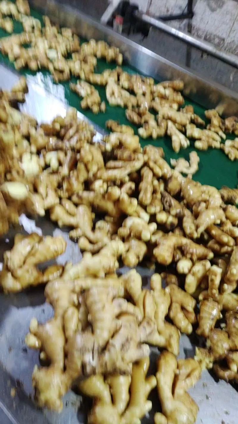 大黄姜生姜电商出口超市批发市场零销全国发货