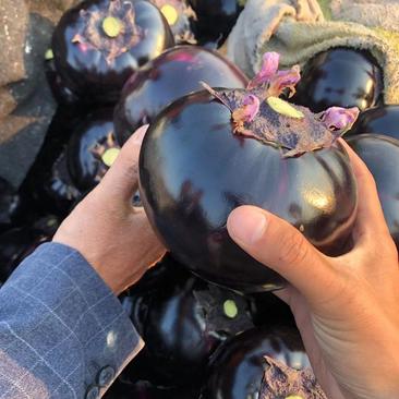 山东聊城莘县，燕店镇万亩紫光圆茄，和长茄大量有货。