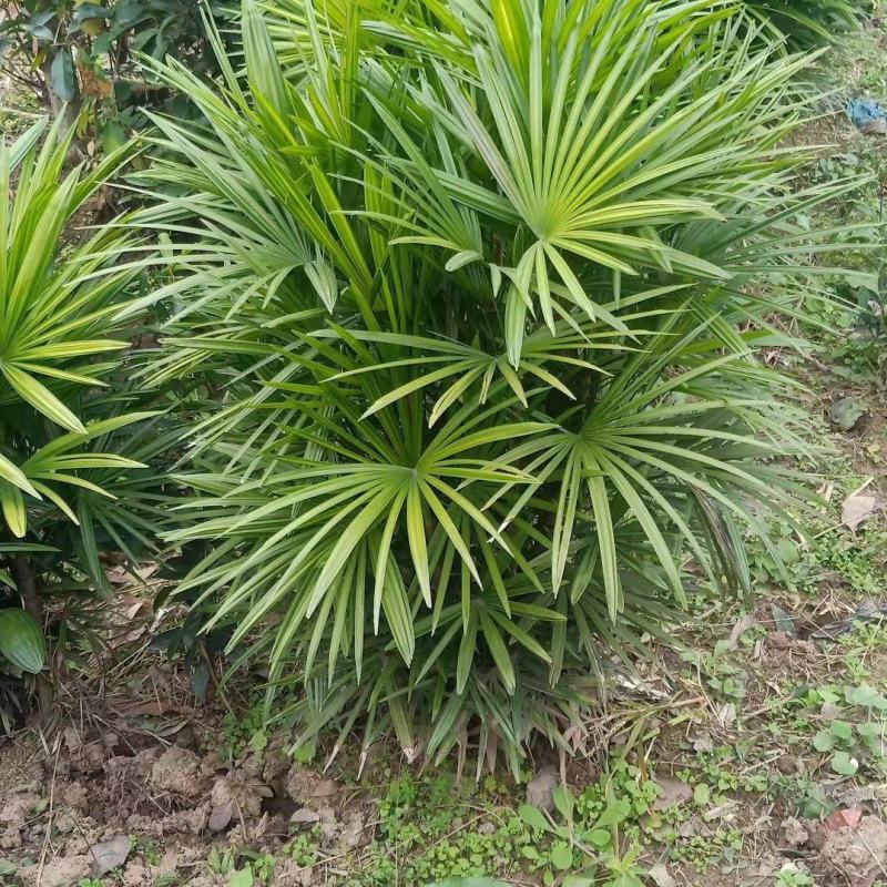 重庆巴南棕竹批发基地量大价格美丽质量好服务周到