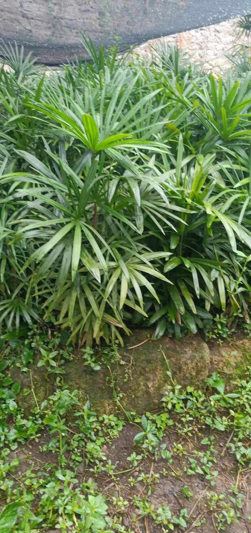 重庆巴南棕竹批发基地量大价格美丽质量好服务周到