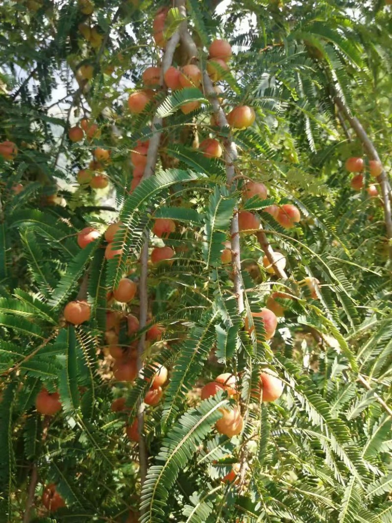 余甘果苗，余甘子，滇橄榄嫁接苗，不零售