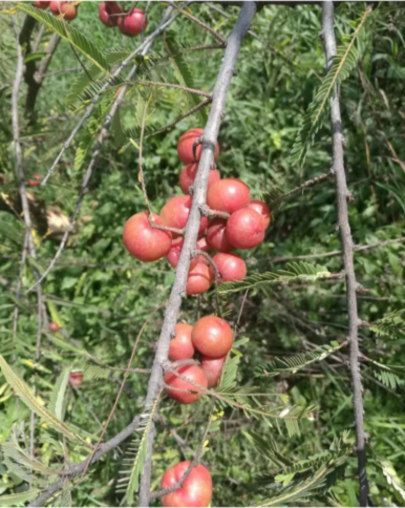余甘果苗，余甘子，滇橄榄嫁接苗，不零售