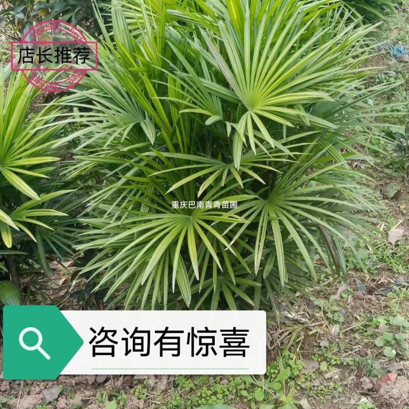 重庆巴南棕竹批发基地量大价格美丽质量好服务周到