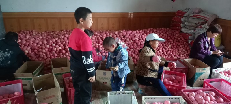 陕西红富士苹果价格，红富士苹果批发，苹果代发