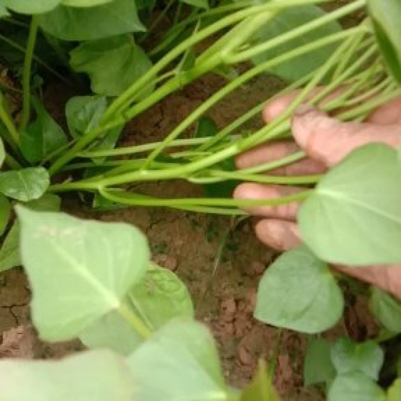 基地直供脱毒大田西瓜红薯苗，商薯19，龙九烟薯，紫罗兰等