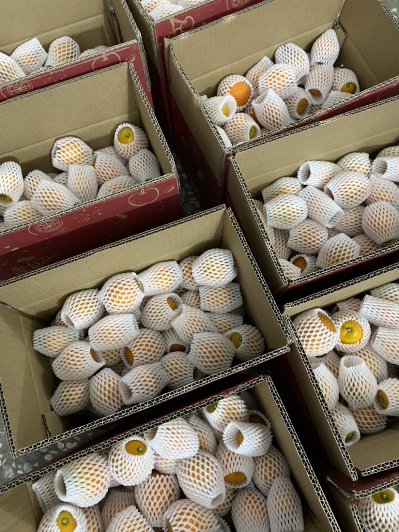 融安脆密金柑
