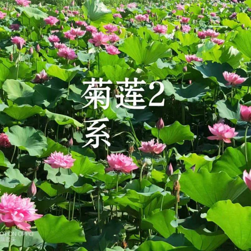 【荷花】观赏水生植物颜色艳丽质量优质品种繁多可阳台种植