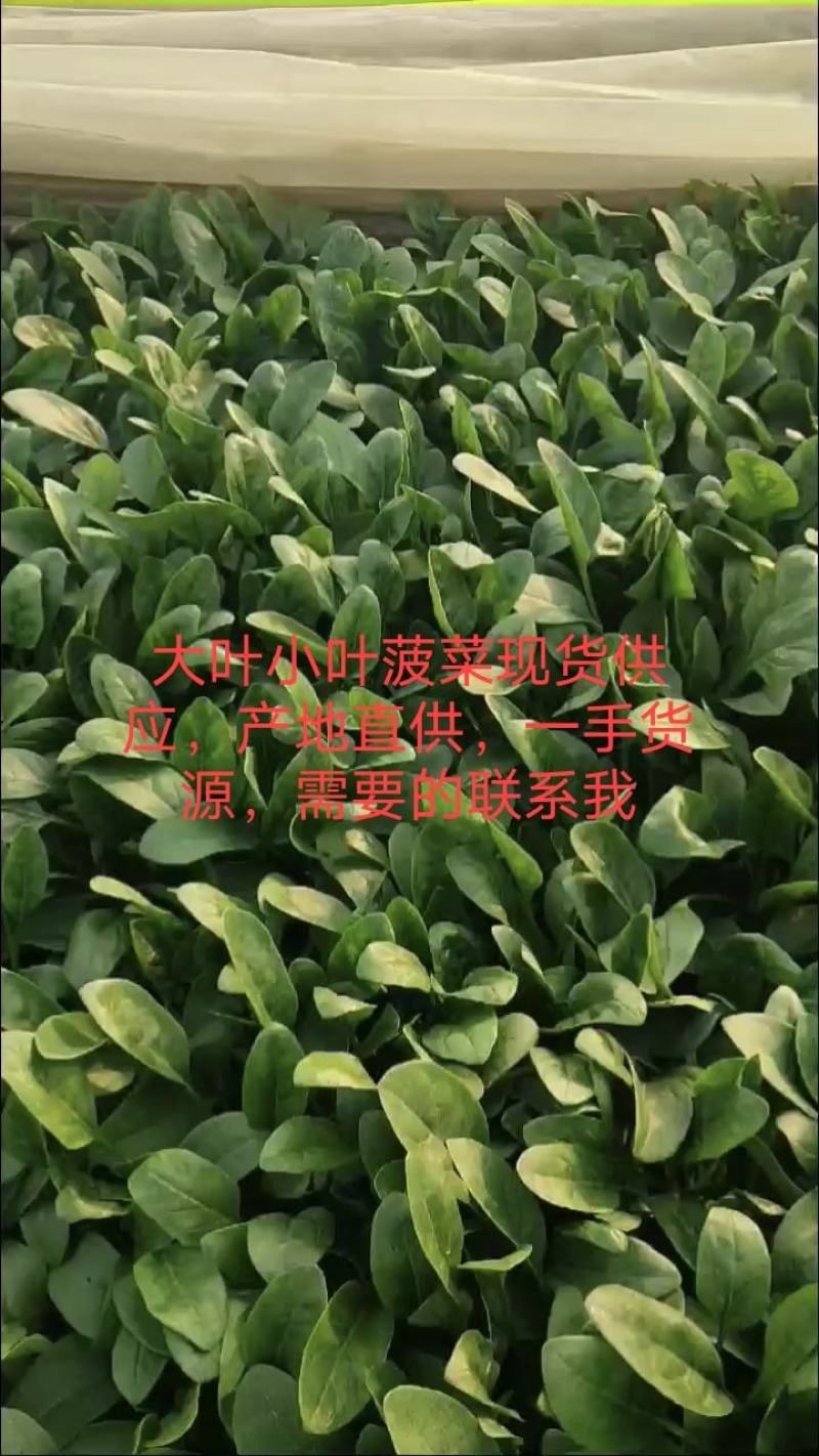优质菠菜大量供应，货源充足，保质保量，需要的联系我