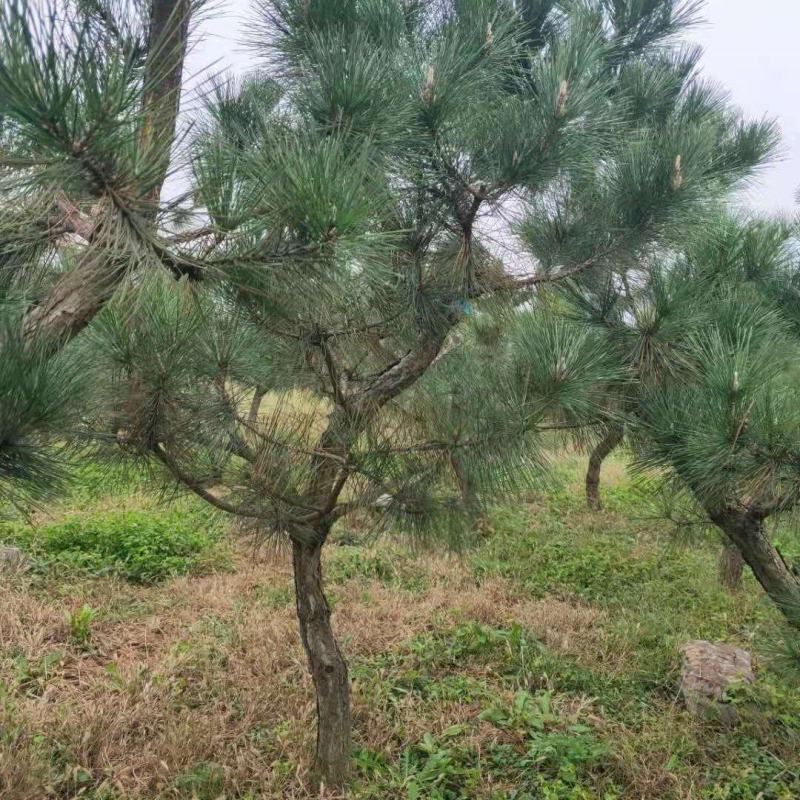 莱芜造型松15公分造型黑松造型油松迎客松质优价廉