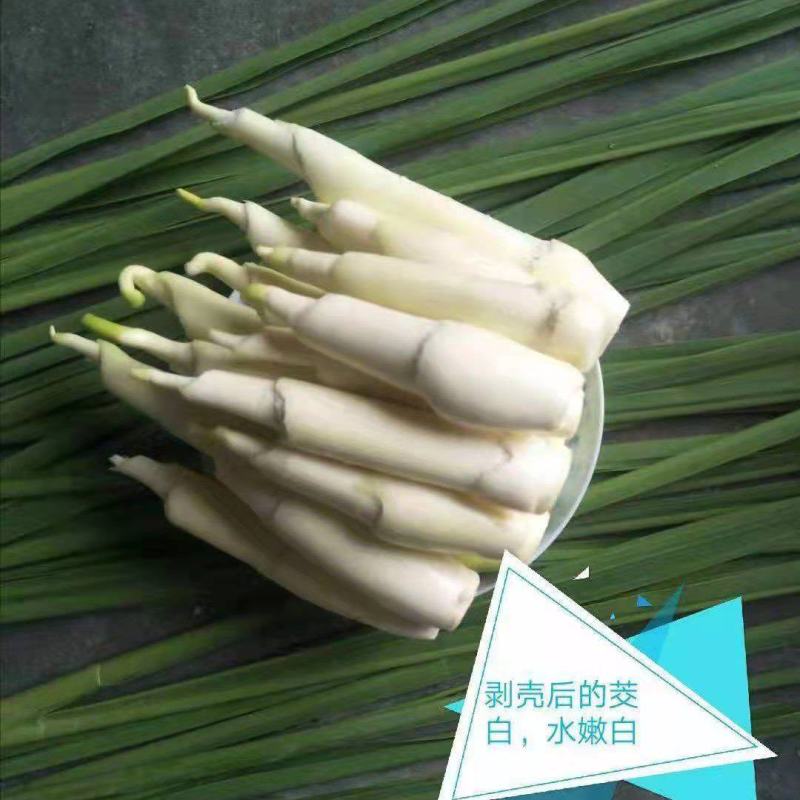 【推荐】茭白种苗美人茭白苗产地直供一手货源全国发货