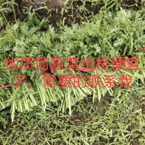 优质山东茼蒿菜大量供应，产地，保证新鲜，要的联系我