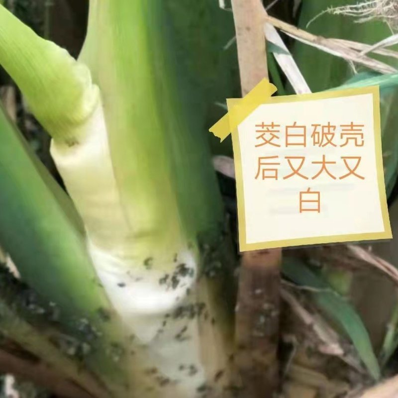 【推荐】茭白种苗美人茭白苗产地直供一手货源全国发货