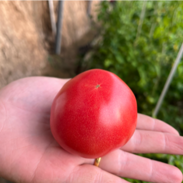 正宗精品普罗旺斯西红柿🍅专业对接社区团购，