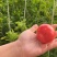 正宗精品普罗旺斯西红柿🍅专业对接社区团购，