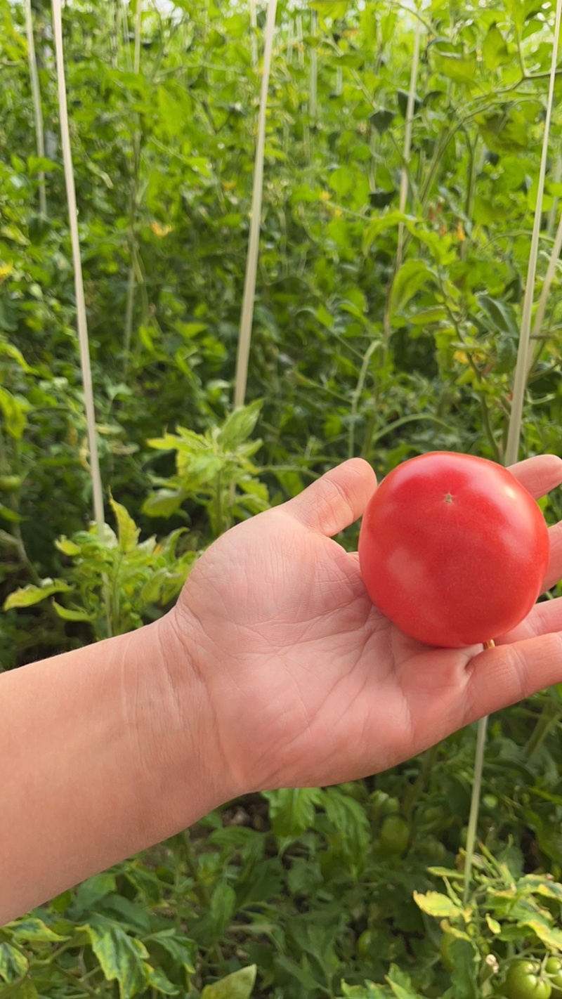 正宗精品普罗旺斯西红柿🍅专业对接社区团购，