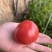 正宗精品普罗旺斯西红柿🍅专业对接社区团购，