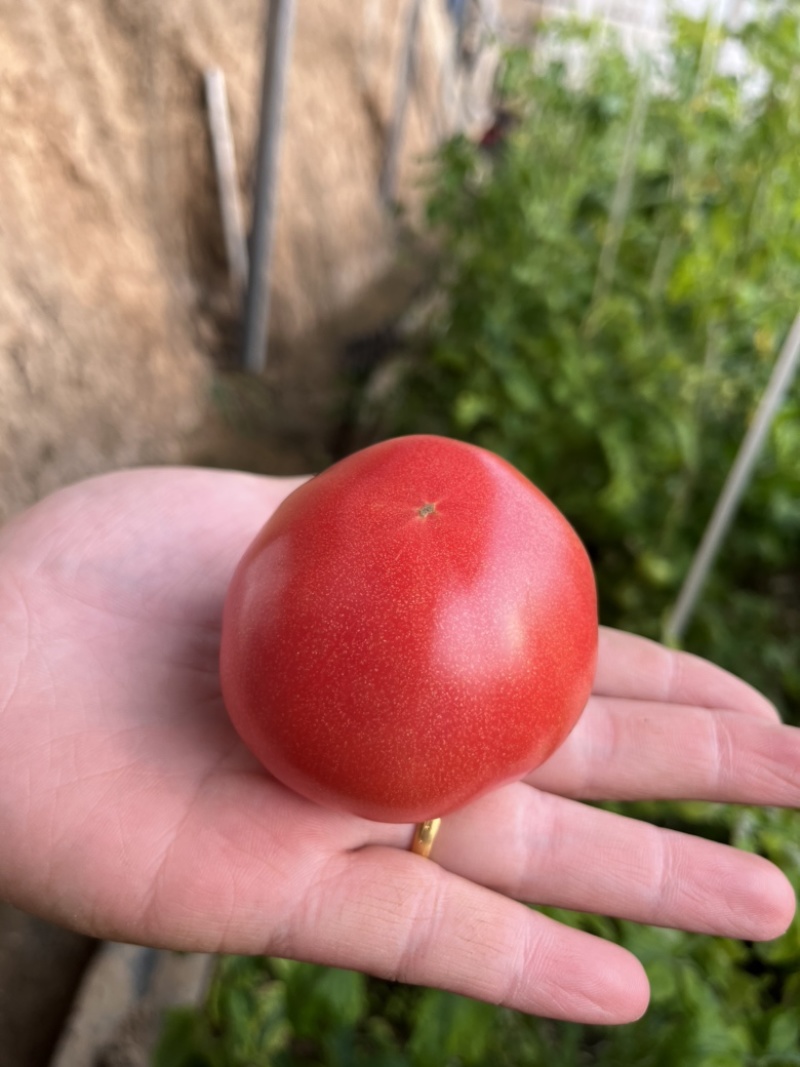 正宗精品普罗旺斯西红柿🍅专业对接社区团购，