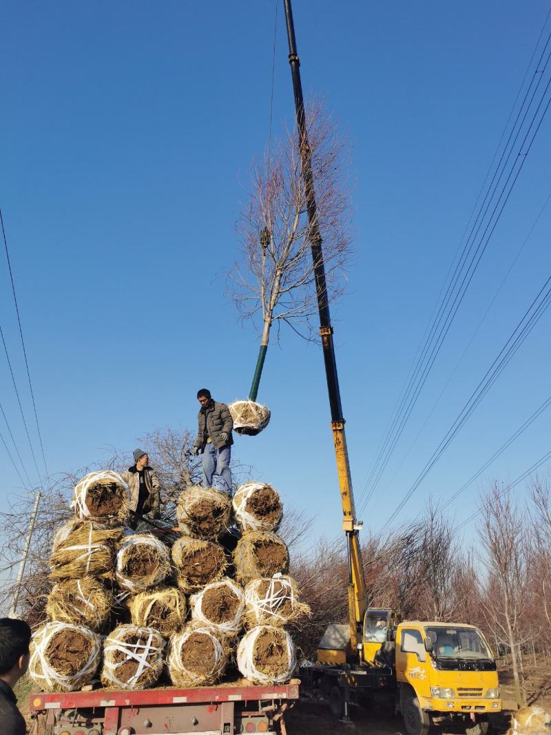 美国红枫红点红冠十月光辉夕阳红1--20公分量大