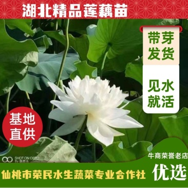 【优选】莲藕种苗花鲜蓬多适用于水景工程，公园，家庭农场