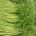 湖北特产新鲜黎蒿，芦蒿，泥蒿最新上市。