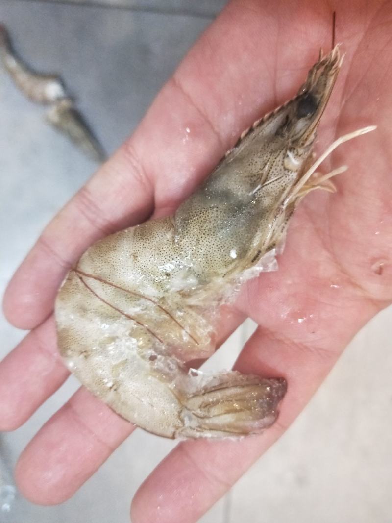 冷冻海洋对虾一手货源