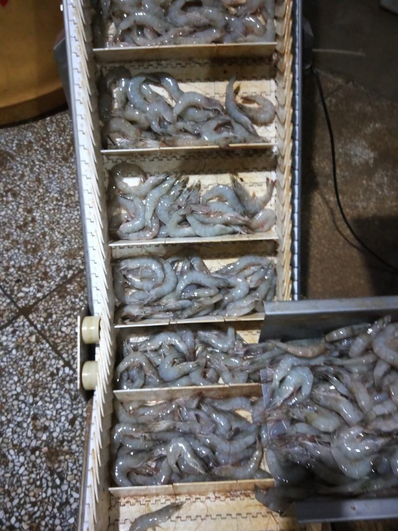 冷冻海洋对虾一手货源