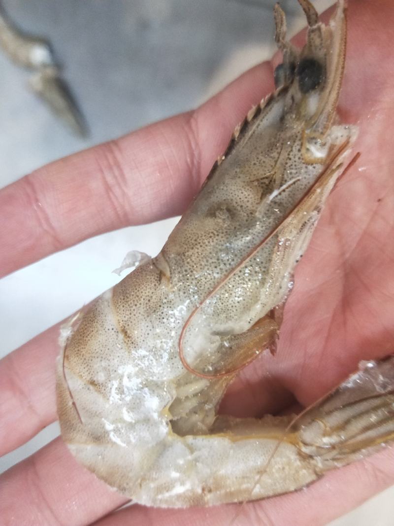 冷冻海洋对虾一手货源