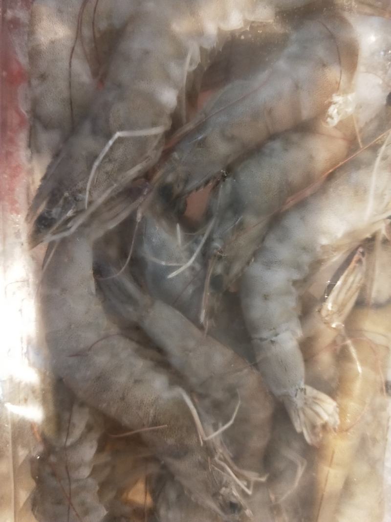 冷冻海洋对虾一手货源