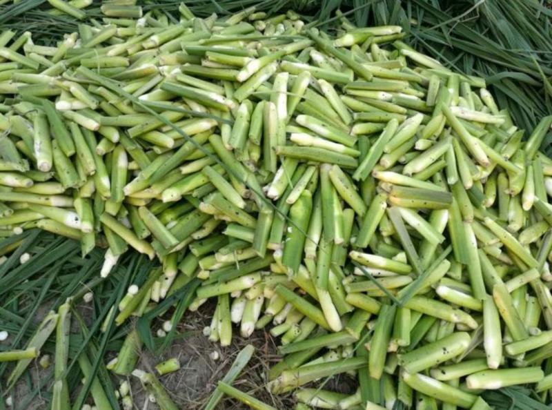 【推荐】茭白种苗美人茭白苗产地直供一手货源全国发货