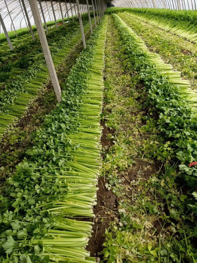 山东西芹，聊城芹菜，莘县芹菜，阳谷芹菜，大量供应
