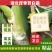 【推荐】茭白种苗美人茭白苗产地直供一手货源全国发货