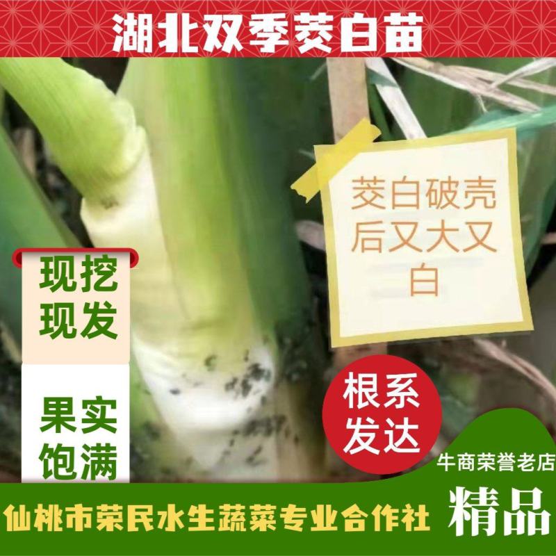 荣民双季早熟茭白老茎苗大量现货保质保量欢迎咨询