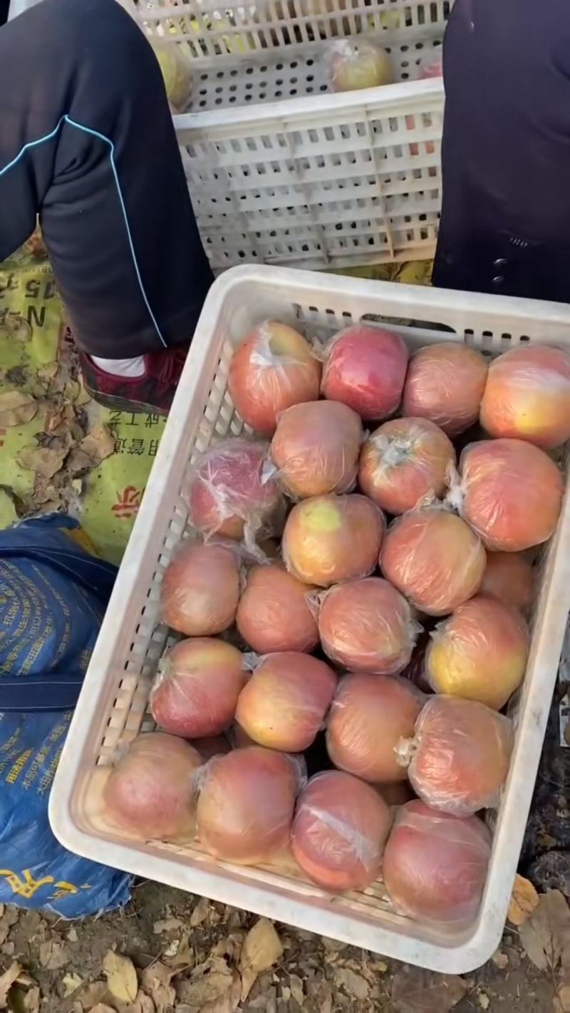 山东红富士苹果万亩果园库存苹果大量现货